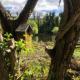 Cat's Cabin by the River, Belturbet - Fotografie 9