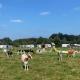Camping Dal van de Mosbeek, Mander (foto 5)