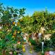 Villa Elke, Ischia (fotografie 9)