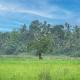 SHD Paddy Villa, Talpe (Foto 8)