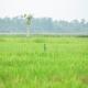 SHD Paddy Villa, Talpe (Foto 9)