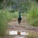 SHD Paddy Villa, Talpe (Foto 6)