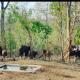 Palamau Tiger Reserve Eco Habitat, Kechki - Foto 6