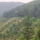 Navira Hills Kanatal, Kanatal - Fotografie 7