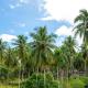 ANIBESH HOTEL, Havelock Island - Foto 5