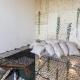 Ama private villa 4bdr in LUX Tulum country club, Chacalal (photo 4)