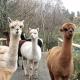 Shepherds hut on alpaca farm, Блайнай-Фестиниог
