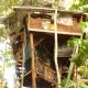 TreeHouseInCostaRica com, Tigre (Foto 2)