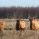 Bed en Breakfast De Boksloot, Ravenswoud (fotografie 5)