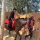 MAI DHANI by NT 3 RESORTS, Agroha - 写真 1