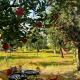 Kahaani - Private Chalet with Bonfire and Apple Orchard, Jagatsukh - Foto 9