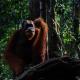 Explore Sumatra's Wonders, Bukit Lawang (fotografie 9)