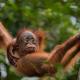 Explore Sumatra's Wonders, Bukit Lawang (fotografie 7)