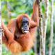 Explore Sumatra's Wonders, Bukit Lawang (fotografie 6)