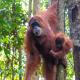 Explore Sumatra's Wonders, Bukit Lawang (fotografie 10)
