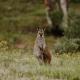 Akuna Estate - Adults Only Luxury Glamping Experience, Excelsior (fotografie 3)