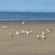 studio front de mer, Ouistreham (foto 8)