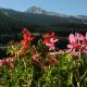Logis Hotel Les Playes, Villard-de-Lans (fotografie 6)