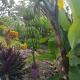 Private Hilltop - Garden Apartment - Orange Bay, Orange Bay (photo 10)