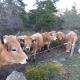 Grand Gite, La Celle-sous-Gouzon (Foto 6)