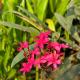 Elements Of Nature, Karjat, Karjat - Fotografie 9