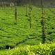 The Breeze Cottage, Kalasa - Foto 2