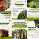 Explore Sumatra's WONDERS, Bukit Lawang (fotografie 9)