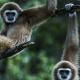 Explore Sumatra's WONDERS, Bukit Lawang (fotografie 10)