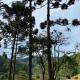 Chalés Fazenda Floresta das Araucárias, クーニャ - 写真 7