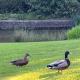 Pyes Granary, Battle (fotografie 4)