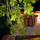 Paradise Villa & Guest House, Angulugaha (foto 3)
