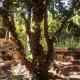 Sitio DusCosso, Bofete - 写真 2