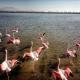 Flamingo View Suites & Villas, Nea Potidaea (foto 7)