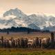 The Good Shepherds Hut in the NZ Dark Sky Reserve, Simons Pass - Fotografie 6