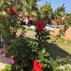 Turtle beach apartment, Hurghada (fotografie 5)