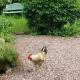 Parrs cottage, Wollaston (fotografie 9)