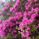 Mane Dara homestay, Darjeeling - Foto 5
