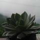 Mane Dara homestay, Darjeeling - Foto 4