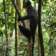 Jungle Trekking & Jungle Tour only stay here if you are and you must booking jungle trekking with us, Bukit Lawang (foto 10)