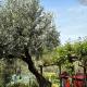 LA CAPANNA Casale in pietra con piscina, Sasso dʼOmbrone (fotografie 3)