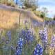 The Mountains are Calling - Private, Guesthouse Retreat near Yosemite, Ahwahnee (fotografie 7)
