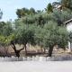 Livealot Villa, Ermioni (foto 7)