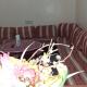 Tiznit, Tiznit (photo 5)