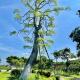 Grand Uncle, Ta-p'ai-chu (foto 3)