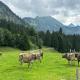 Alternative zur Junior-Suite, Immenstadt im Allgäu - Foto 4