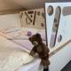 Garni Hotel & Ferienwohnungen Seeschlößchen, Waldeck - Foto 3