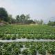 Kabir Farms, パンチガニ - 写真 10