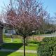 Ferienhaus Wiedingharde I, Tating - Photo 7