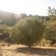 Hillside Retreat with StunningView in Castro Valley, Castro Valley (fotografie 7)