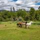 Homestead Ranch near Yosemite with Horses and Chickens, Midpines - Fotografie 3